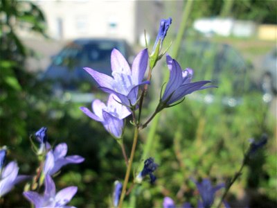 Rapunzel-Glockenblume (Campanula rapunculus) an einer Brückenzufahrt in Brebach