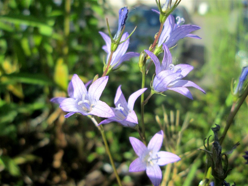 Rapunzel-Glockenblume (Campanula rapunculus) an einer Brückenzufahrt in Brebach