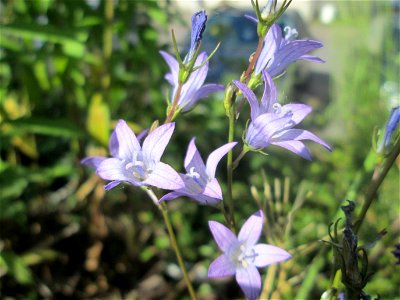 Rapunzel-Glockenblume (Campanula rapunculus) an einer Brückenzufahrt in Brebach