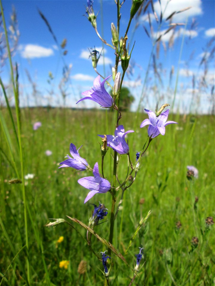 Rapunzel-Glockenblume (Campanula rapunculus) nahe der Beierwies im Landschaftsschutzgebiet „Wisch- und Wogbachtal“ oberhalb von Fechingen