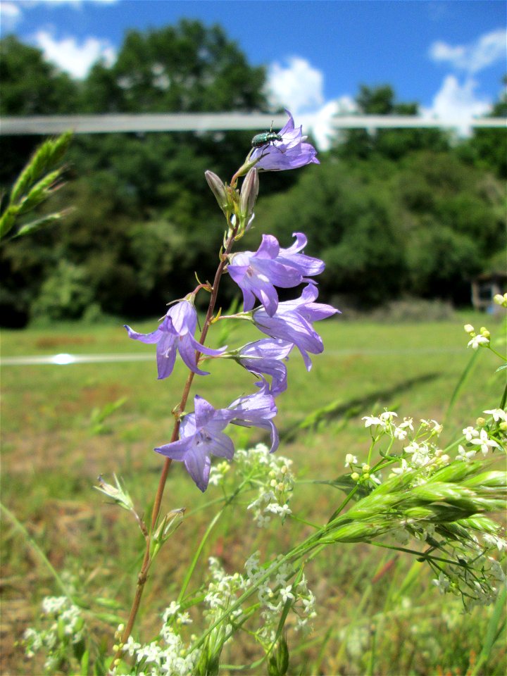 Rapunzel-Glockenblume (Campanula rapunculus) im Almet in Sankt Arnual