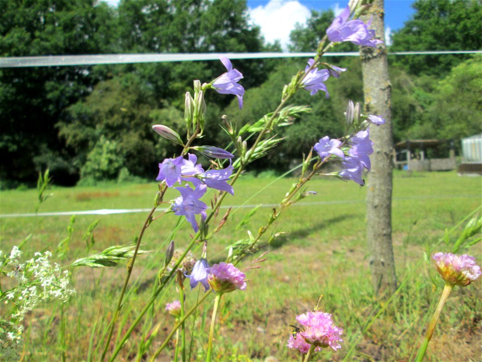 Rapunzel-Glockenblume (Campanula rapunculus) im Almet in Sankt Arnual