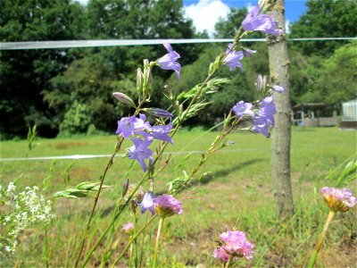 Rapunzel-Glockenblume (Campanula rapunculus) im Almet in Sankt Arnual