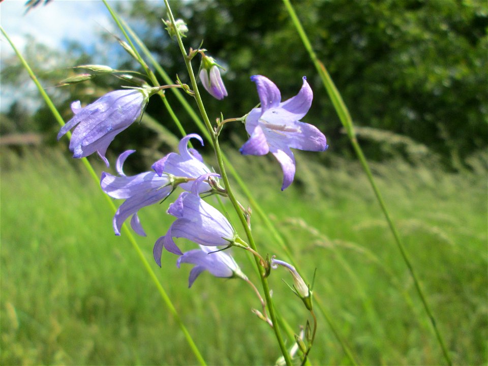 Rapunzel-Glockenblume (Campanula rapunculus) im Almet in Sankt Arnual