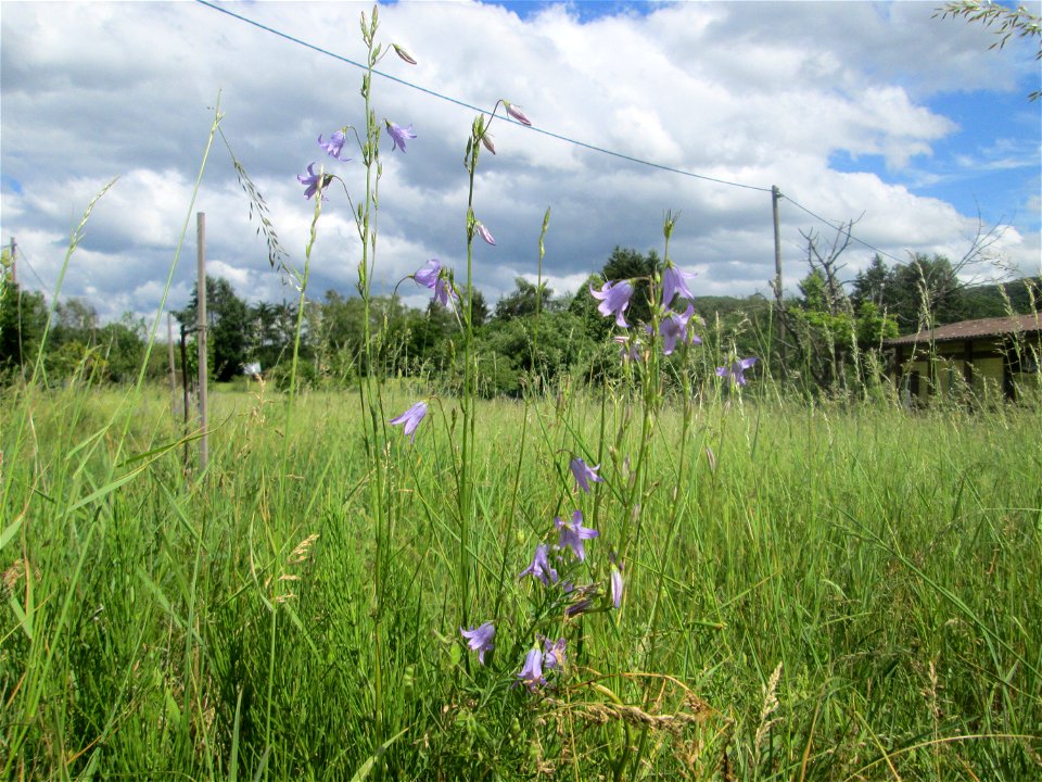 Rapunzel-Glockenblume (Campanula rapunculus) im Almet in Sankt Arnual