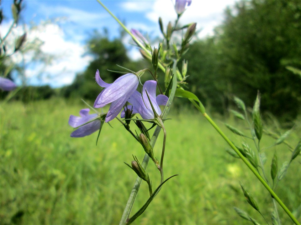 Rapunzel-Glockenblume (Campanula rapunculus) im oberen Almet in Sankt Arnual