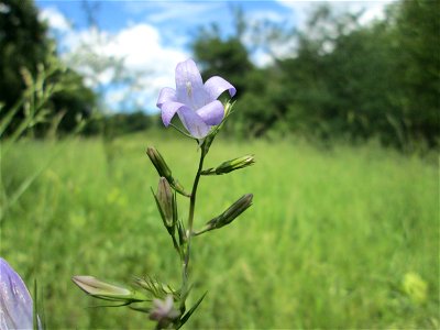 Rapunzel-Glockenblume (Campanula rapunculus) im oberen Almet in Sankt Arnual