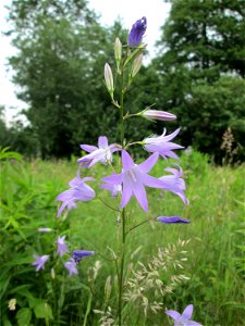 Rapunzel-Glockenblume (Campanula rapunculus) in Brebach