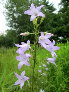 Rapunzel-Glockenblume (Campanula rapunculus) in Brebach