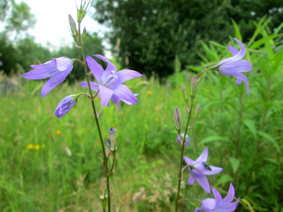 Rapunzel-Glockenblume (Campanula rapunculus) in Brebach