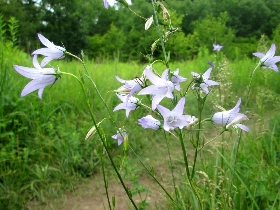 Rapunzel-Glockenblume (Campanula rapunculus) im Naturschutzgebiet „St. Arnualer Wiesen“