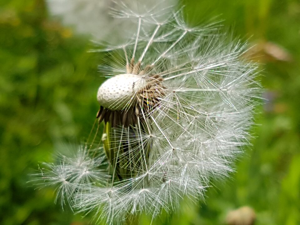 Flowers bloom fluff
