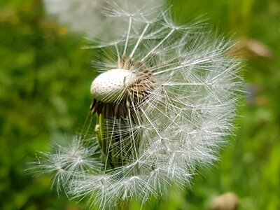Flowers bloom fluff