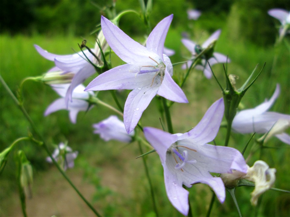 Rapunzel-Glockenblume (Campanula rapunculus) im Naturschutzgebiet „St. Arnualer Wiesen“