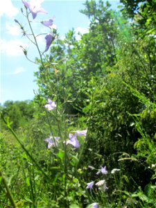 Rapunzel-Glockenblume (Campanula rapunculus) im Naturschutzgebiet „St. Arnualer Wiesen“