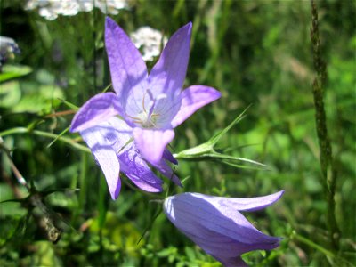 Rapunzel-Glockenblume (Campanula rapunculus) im Naturschutzgebiet „St. Arnualer Wiesen“