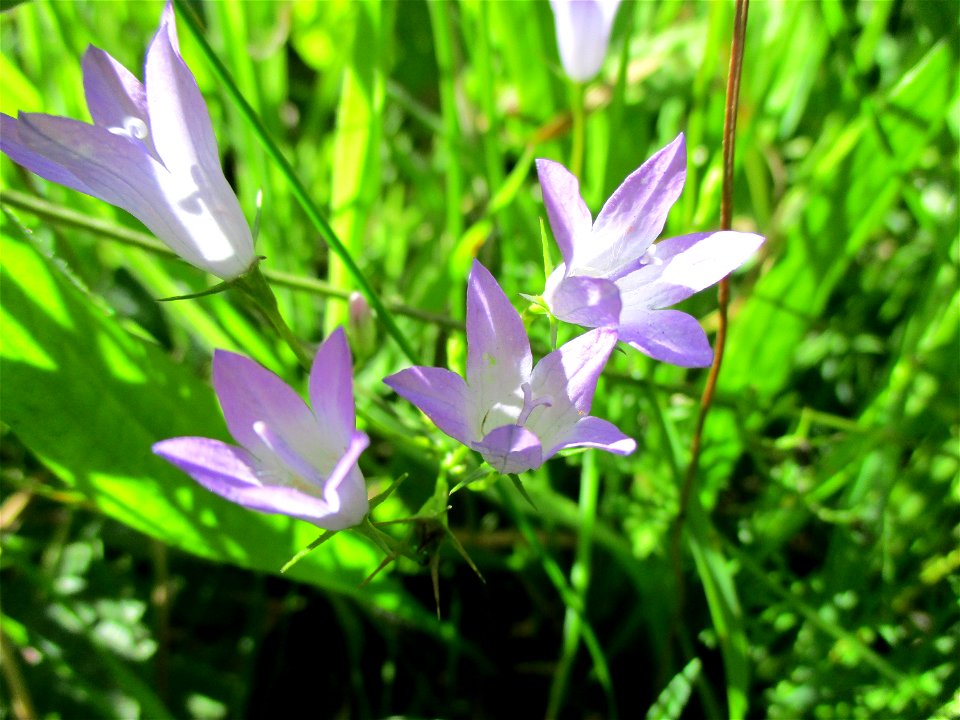 Rapunzel-Glockenblume (Campanula rapunculus) bei Fechingen
