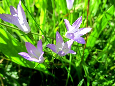 Rapunzel-Glockenblume (Campanula rapunculus) bei Fechingen