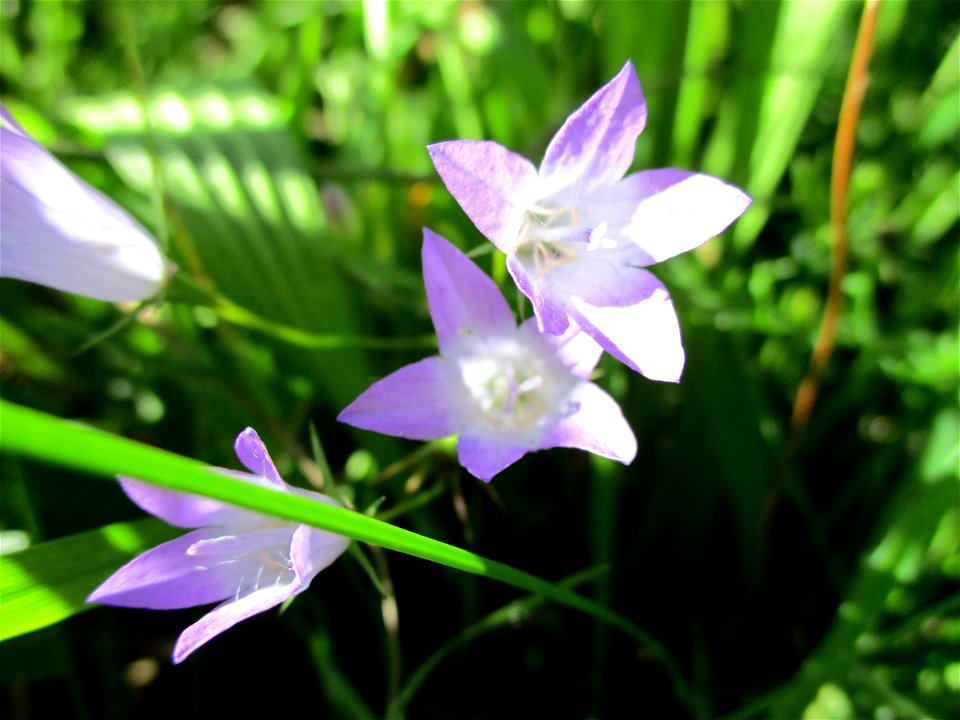 Rapunzel-Glockenblume (Campanula rapunculus) bei Fechingen