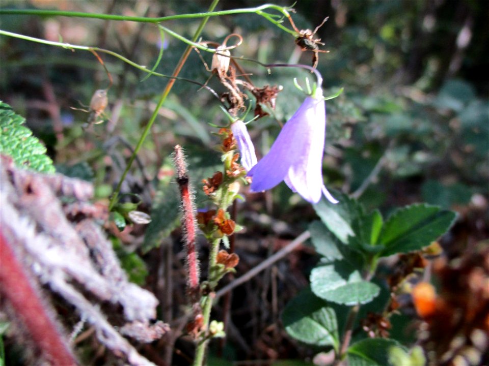 Rundblättrige Glockenblume (Campanula rotundifolia) im Wald bei Deidesheim