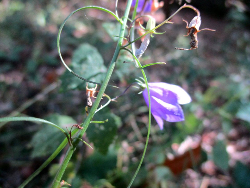 Rundblättrige Glockenblume (Campanula rotundifolia) im Wald bei Deidesheim