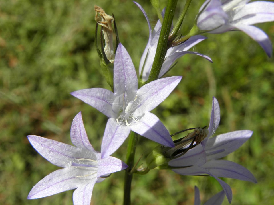 Campanula patula, from Corsica