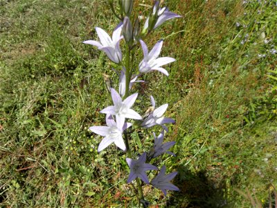 Campanula patula, from Corsica