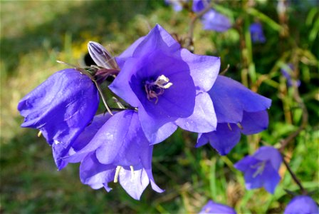 Campanula persicifolia near Tehumardi, Saaremaa Island, Estonia. photo