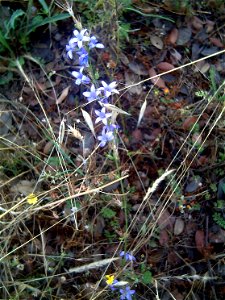 Campanula rapunculus flowers closeup, Sierra Madrona, Spain photo