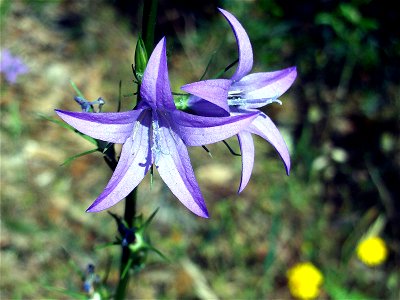 Campanula rapunculus flowers closeup, Sierra Madrona, Spain photo