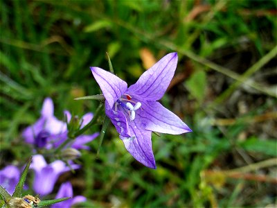 Campanula rapunculus flowers close up in Dehesa Boyal de Puertollano, Spain photo