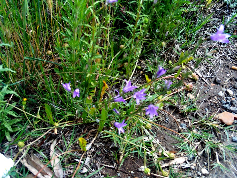 Campanula rapunculus habitus in Dehesa Boyal de Puertollano, Spain
