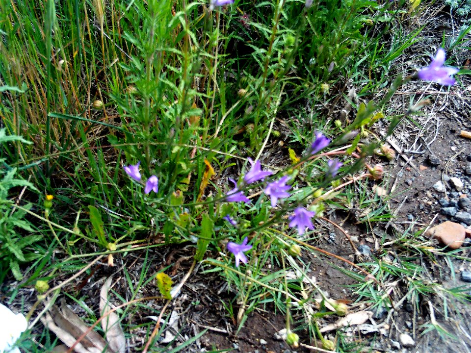 Campanula rapunculus habitus in Dehesa Boyal de Puertollano, Spain photo