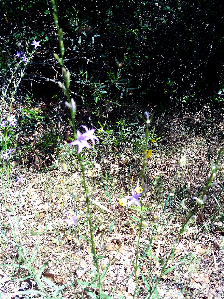 Campanula rapunculus habitus, Sierra Madrona, Spain