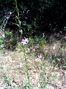 Campanula rapunculus habitus, Sierra Madrona, Spain