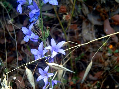 Campanula rapunculus flowers closeup, Sierra Madrona, Spain