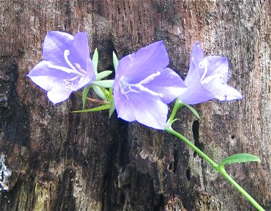 Campanula persicifolia