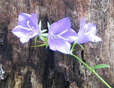 Campanula persicifolia photo