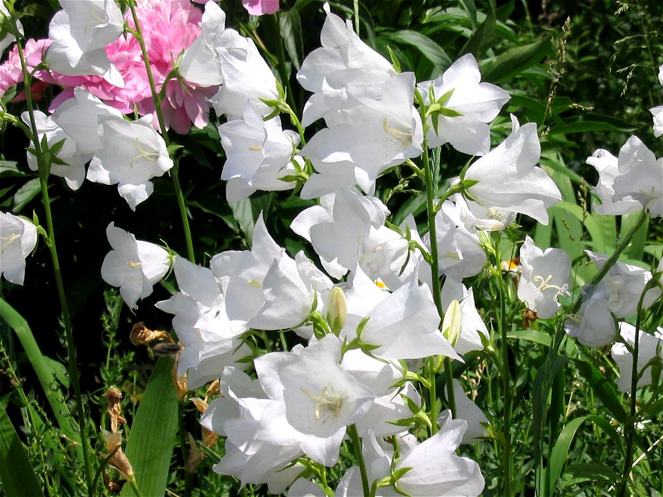 Flowers in Talitsa (Altai kray)