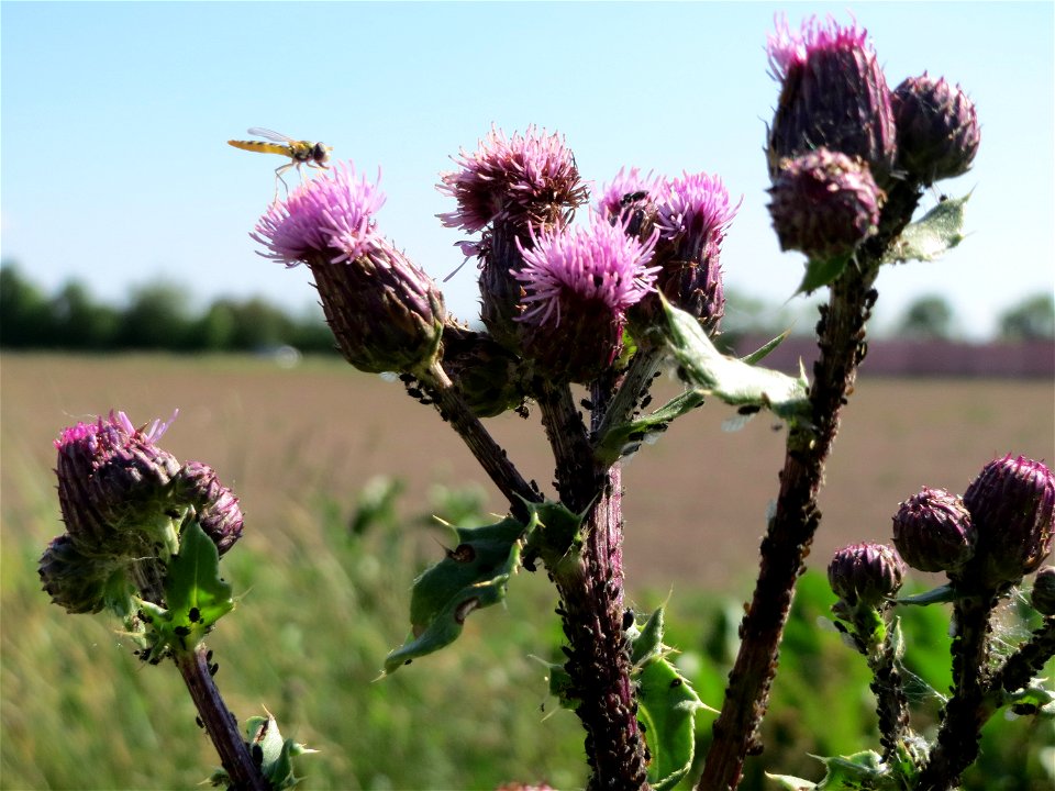 Acker-Kratzdistel (Cirsium arvense) in Hockenheim