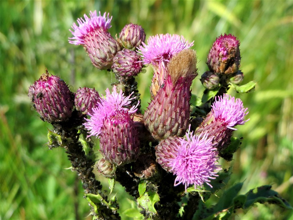 Acker-Kratzdistel (Cirsium arvense) in Hockenheim