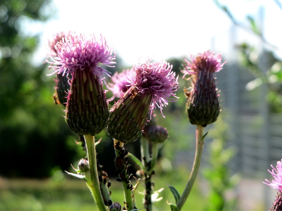 Acker-Kratzdistel (Cirsium arvense) in Hockenheim