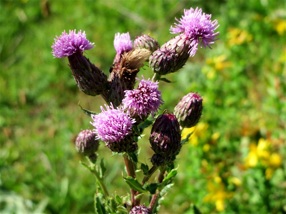 Acker-Kratzdistel (Cirsium arvense) in Hockenheim