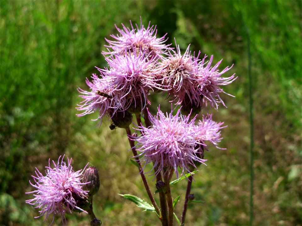 Acker-Kratzdistel (Cirsium arvense) im Schwetzinger Hardt