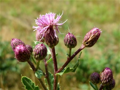 Acker-Kratzdistel (Cirsium arvense) bei Oftersheim