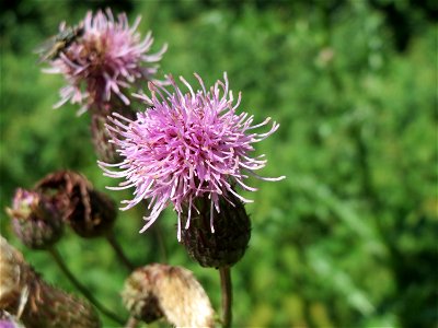 Acker-Kratzdistel (Cirsium arvense) am Schalkenmehrener Maar