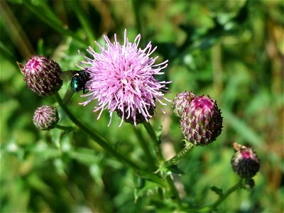 Acker-Kratzdistel (Cirsium arvense) am Schalkenmehrener Maar