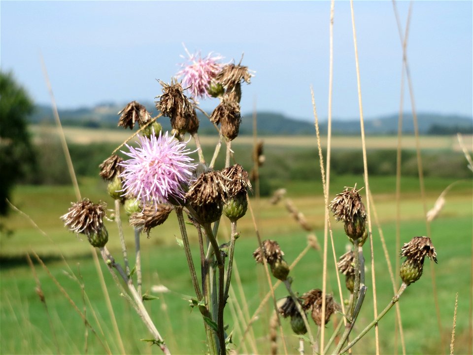 Acker-Kratzdistel (Cirsium arvense) im Naturschutzgebiet Mürmes