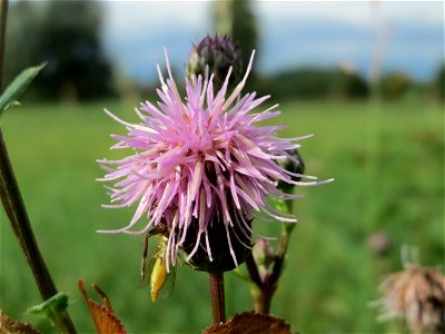 Acker-Kratzdistel (Cirsium arvense) im Hockenheimer Rheinbogen