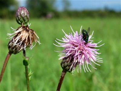 Acker-Kratzdistel (Cirsium arvense) im Hockenheimer Rheinbogen